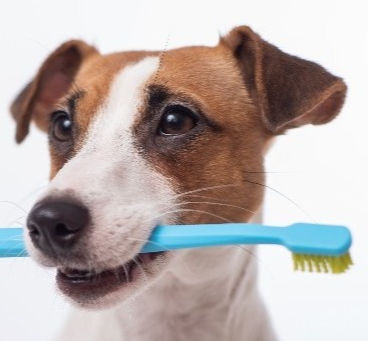 Dog with toothbrush in his mouth