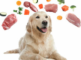 dog surrounded by raw dog food