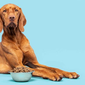 Unleashing the Goodness: Best Dry Dog Foods