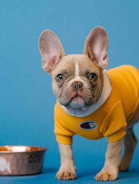 dog with metal dog bowl