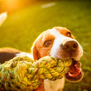 The Ultimate Guide to Dog Tug Toys