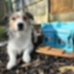 dog with scrumbles dental treats