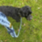 testing Rocky's Pet product dog lead