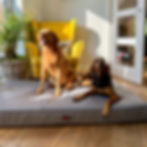 extra large Orthopaedic Lounger dog bed