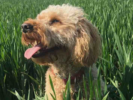 Stop the Scratch! Best Itch Relief Solutions for Your Dog