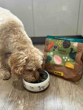 Dog testing Pure Pet Food