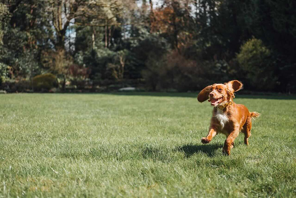 A brown dog joyfully runs on lush green grass in a sunlit park, ears flapping. 