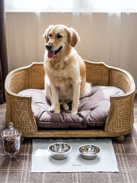 Guide to Choosing a Dog-Friendly Holiday
