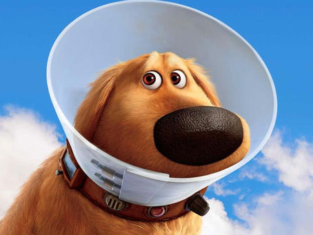 Best Dog Cone of Shame Alternatives 2025