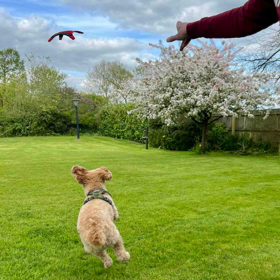 Dog chasing the DogStar toy