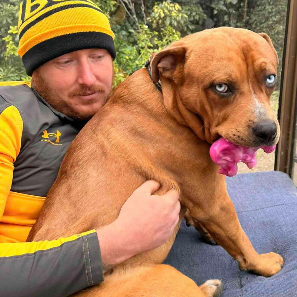 A man in a yellow and black beanie hugs a brown dog with striking blue eyes holding a pink toy in its mouth, set against a leafy background.
