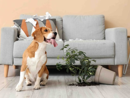 Best Home Cleaning Products for Dog Lovers