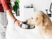 Testing food - A person in a red shirt feeds a golden retriever from a metal bowl