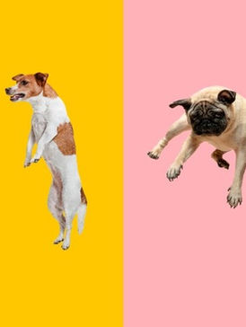 four dogs jumping