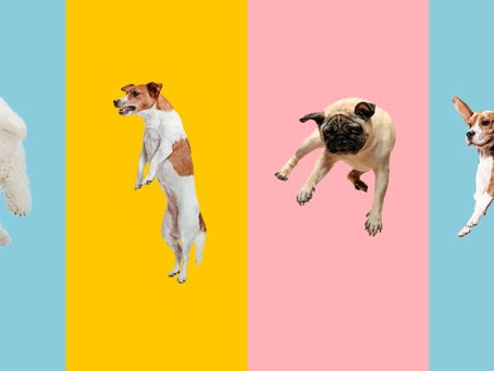 four dogs jumping