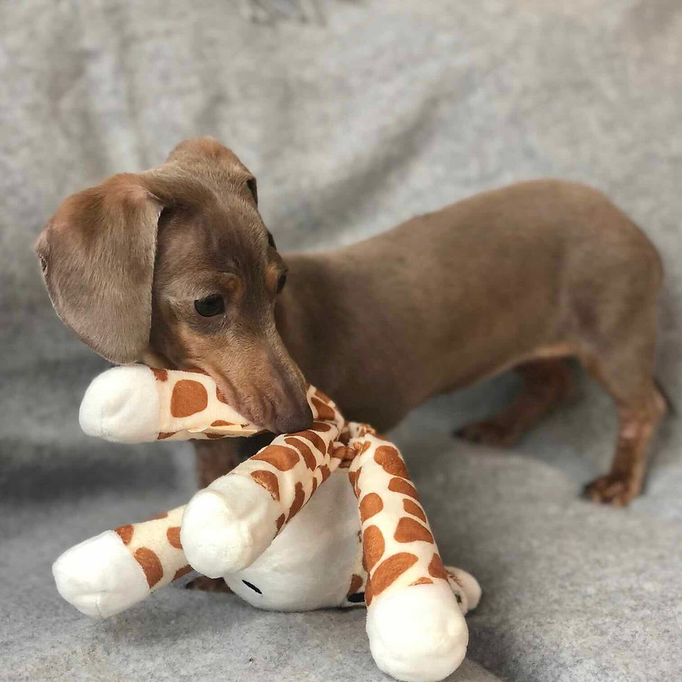 puppy needing toilet training