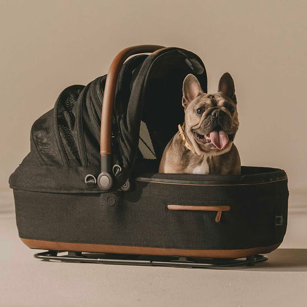 Dog in the Tavo Maeve Pet Protection System