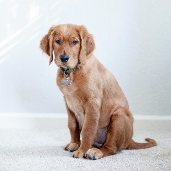 Anxious dog sitting