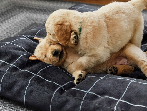 Two puppies playing on an indestructible Orvis dog bed