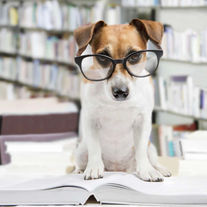 How to Read Dog Food Labels 