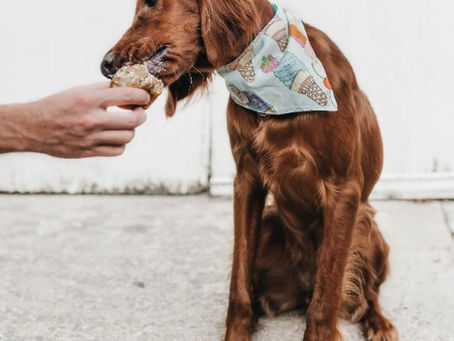 Are You Accidentally Feeding Your Dog These Top 10 Toxic Foods?