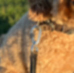 Testing the Dog Copenhagen leash carabiner