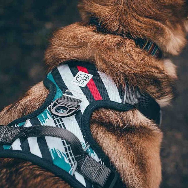 Best Dog Harness UK Choosing a Harness Smart Bark