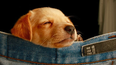 Best Puppy Foods UK for 2025 : Tested & Reviewed