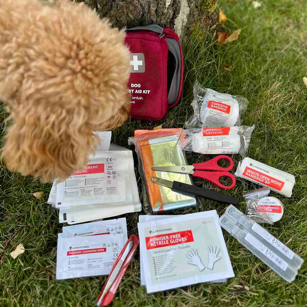 Dog looking at the contents of a dog first aid bag