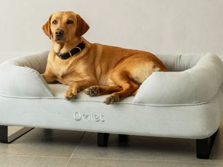 large dog sleeping on large dog bed