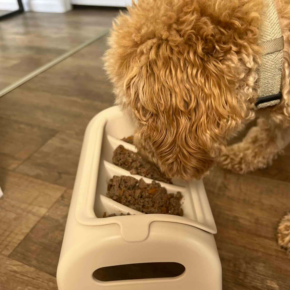 Dog eating fresh dog food