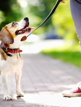 Best Dog Poo Bags Review : The Scoop on the Poop 2025