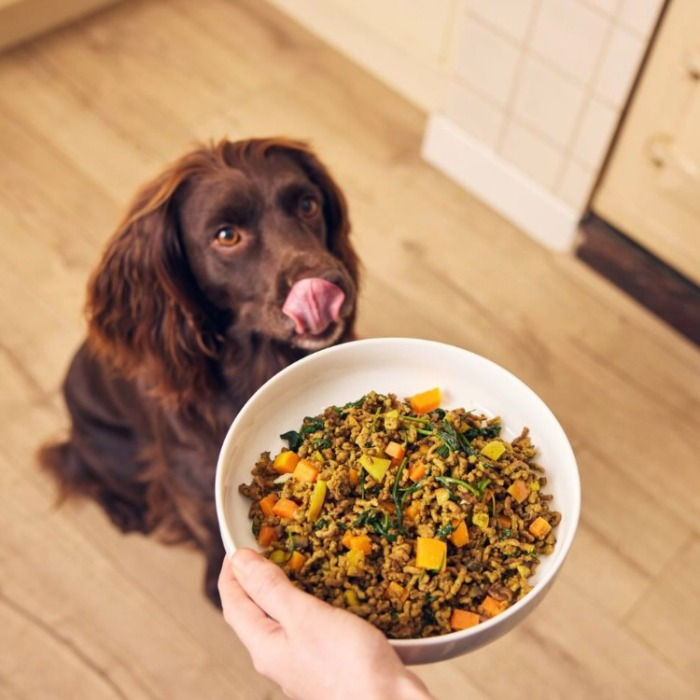 Dog looking at Different Dog fresh food