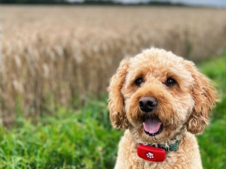 PitPat Dog Tracker Review : GPS with No Subscription