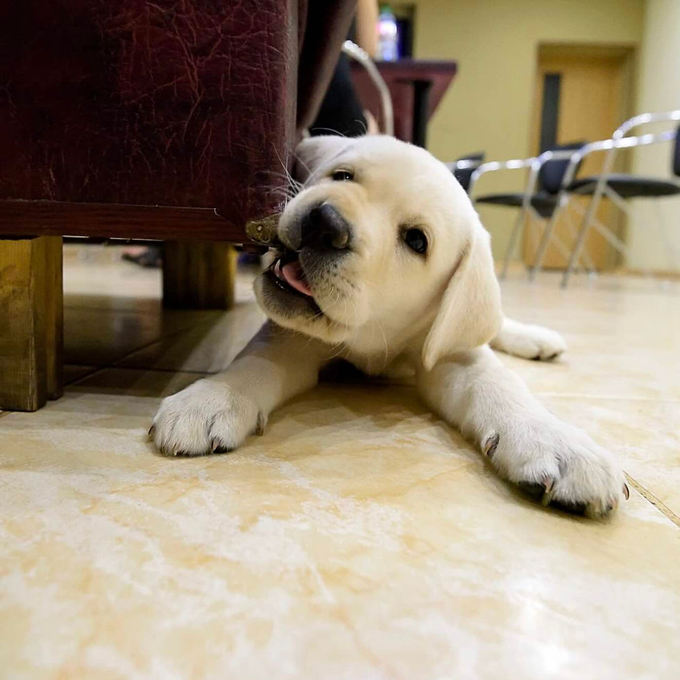 Puppy chewing furniture