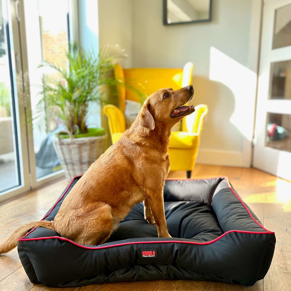 Kong large waterproof dog bed with dog