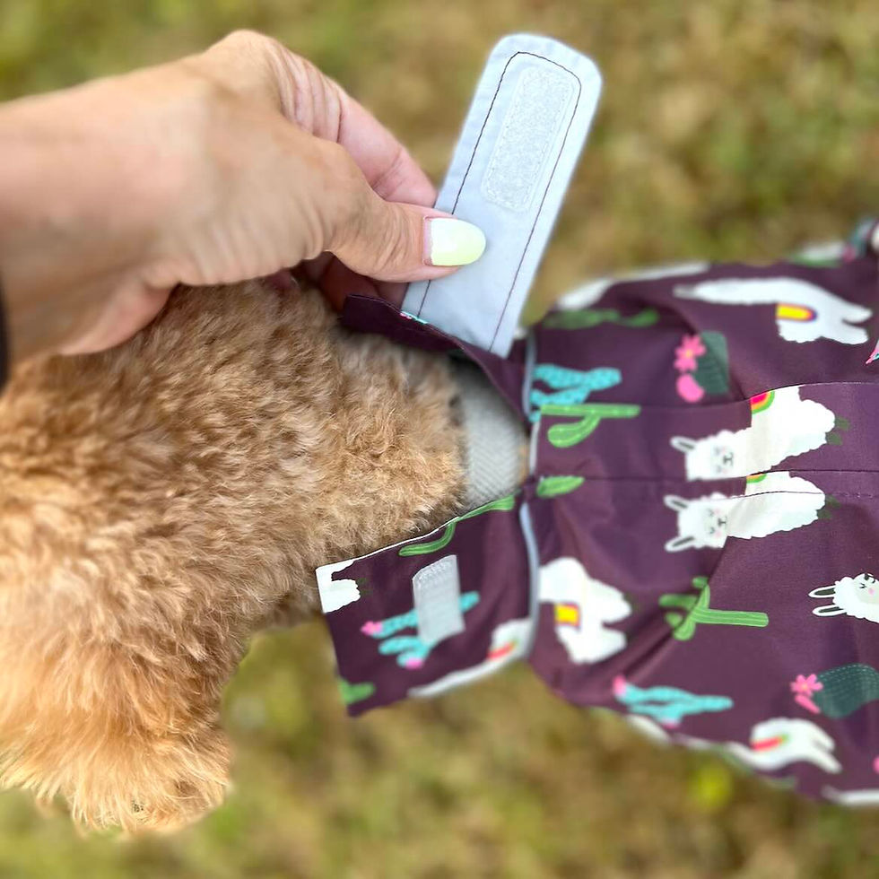 hand showing velcro fastening on a purple llama-print dog jacket outdoors.