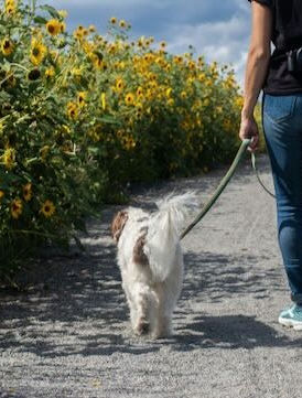 A person walking their dog through a field of sunflowers