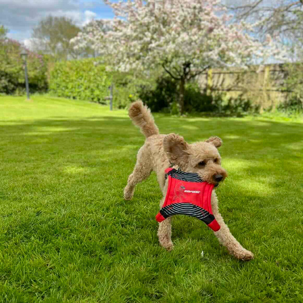 Cockapoo dog with EzyDog soft frisbee