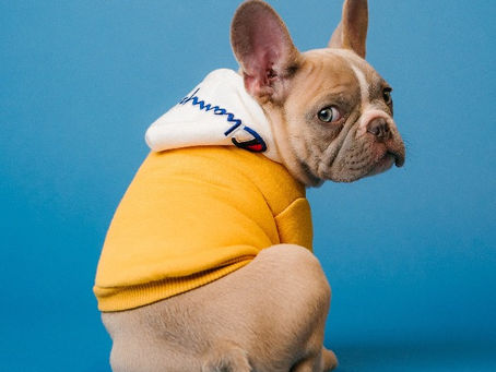 Dog Scooting Treatments : Best Anal Gland Supplements