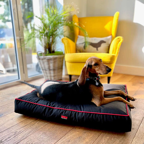 Best Dog Beds for 2025 : Tested & Reviewed