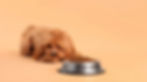Fluffy brown dog lying on an orange background, gazing at a bowl of kibble.
