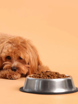 fussy dog refusing food