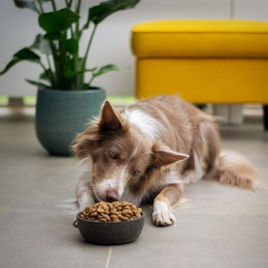 Best Dog Food for 2025 : Independently Tested & Reviewed