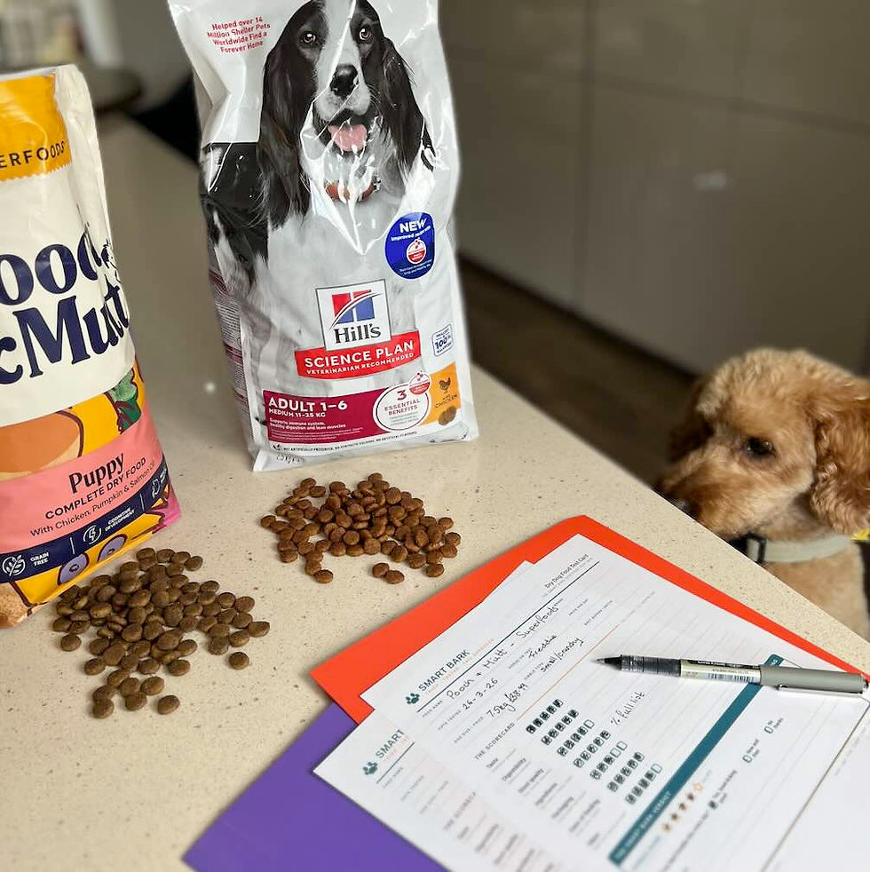 Dog watches kibble and dog food bags on a kitchen counter beside a pen, dog food testing forms, and a Hill's Science Plan bag.