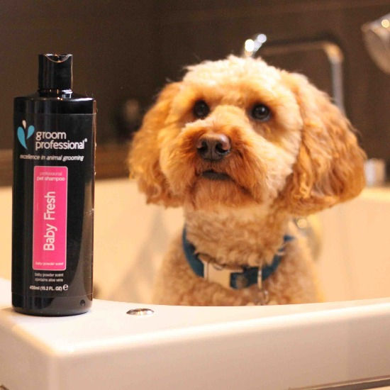 dog baths at home with shampoo