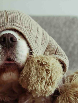 anxious dog hiding under blanket