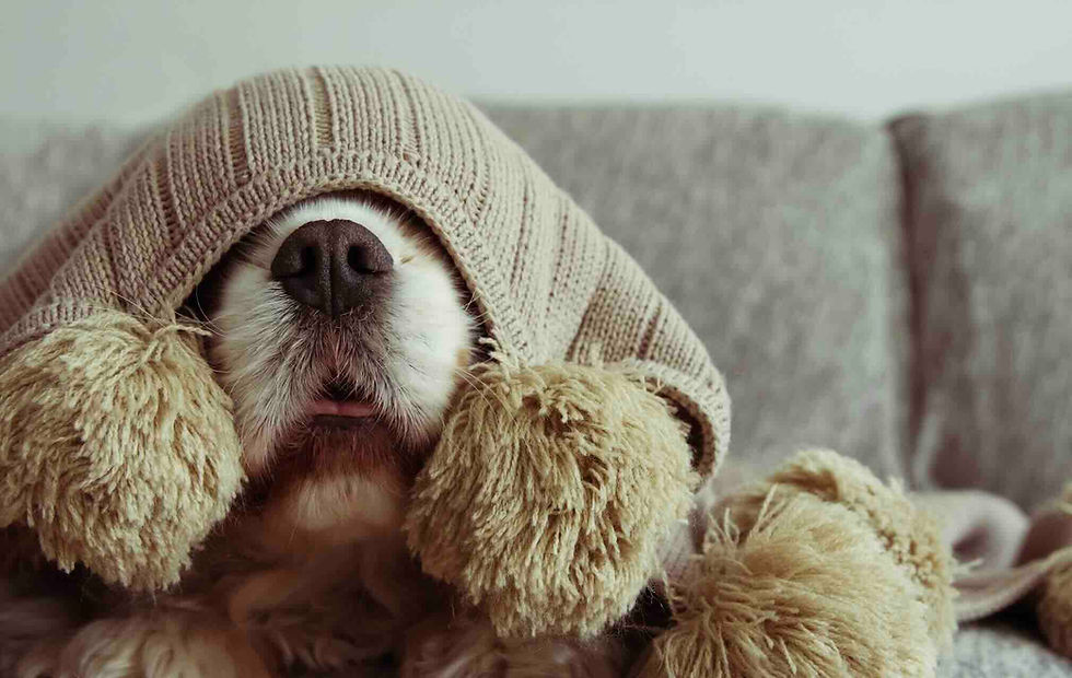 anxious dog hiding under blanket