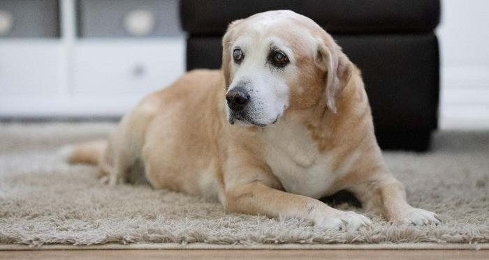 Old dog laying down