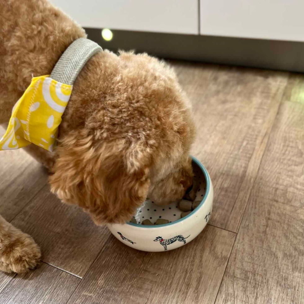 Curly brown dog in a yellow bandana eats from a white patterned bowl on a wooden floor indoors.